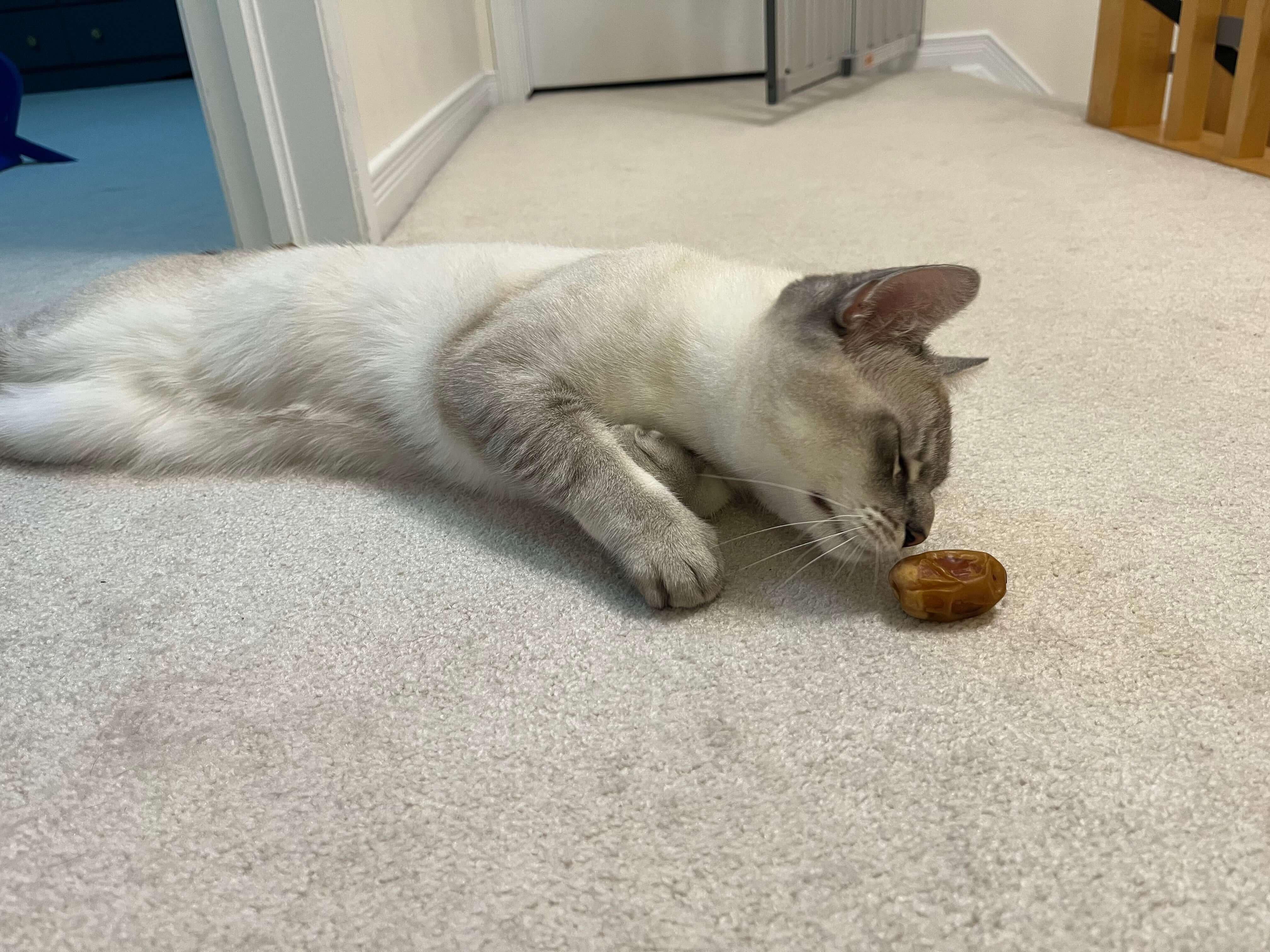 The Story of Sukkari the Cat: Mighty Mejdool's Furry Ambassador