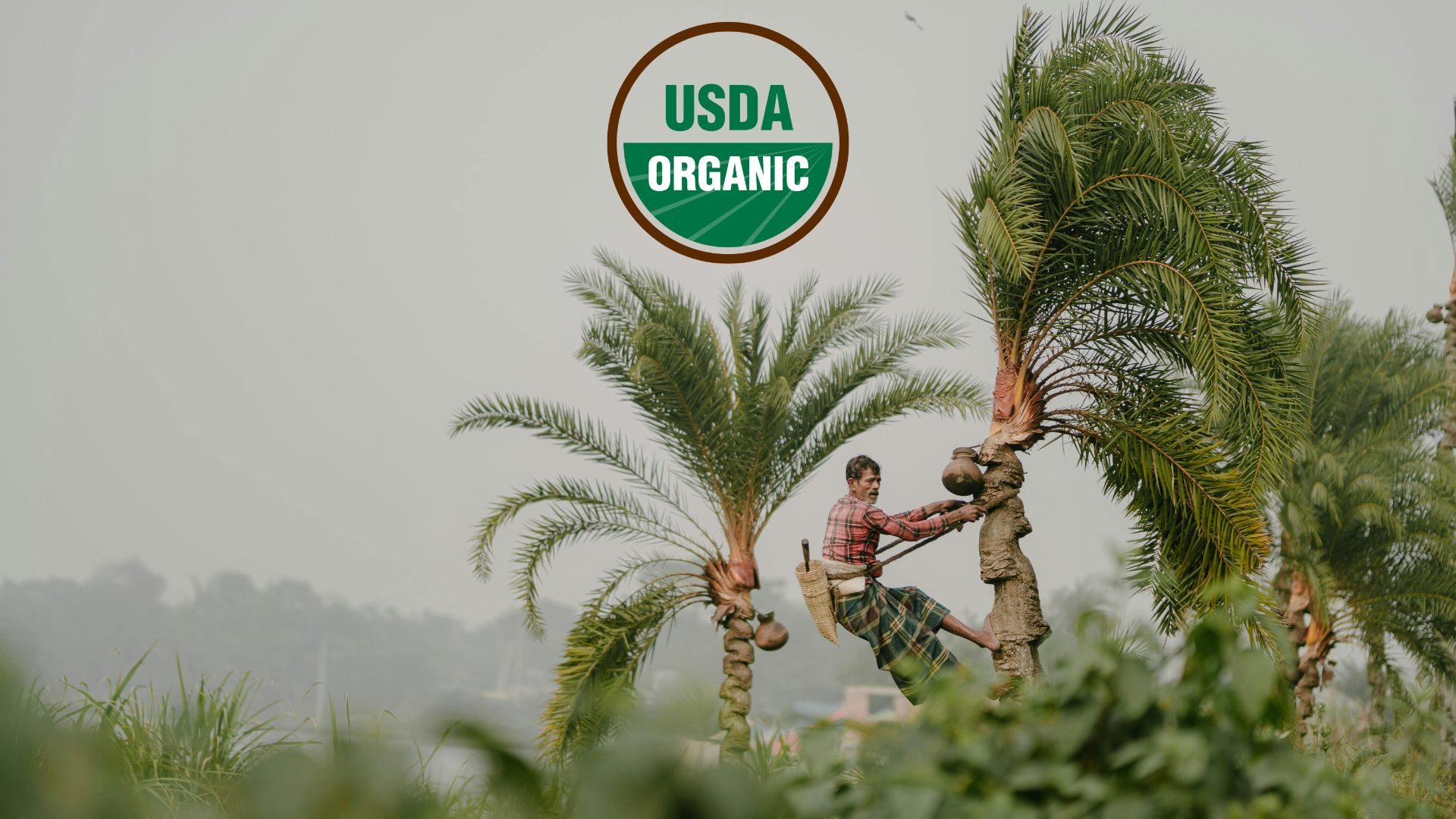 Farmer harvesting dates from a palm tree beneath a USDA Organic seal, representing certified organic date farming