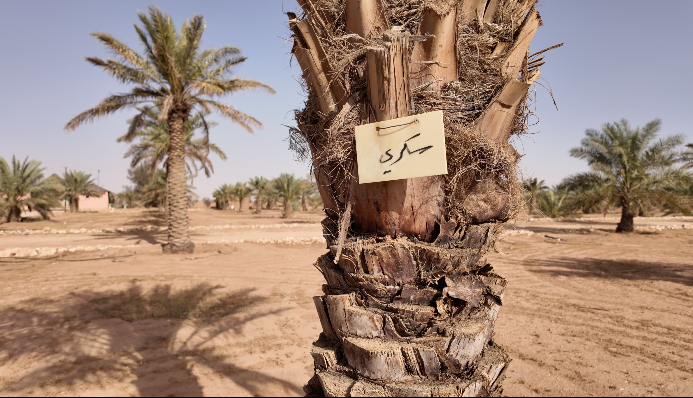 ukkari date palm tree in a desert farm with a handwritten label attached to its trunk, surrounded by other palm trees under clear skies.