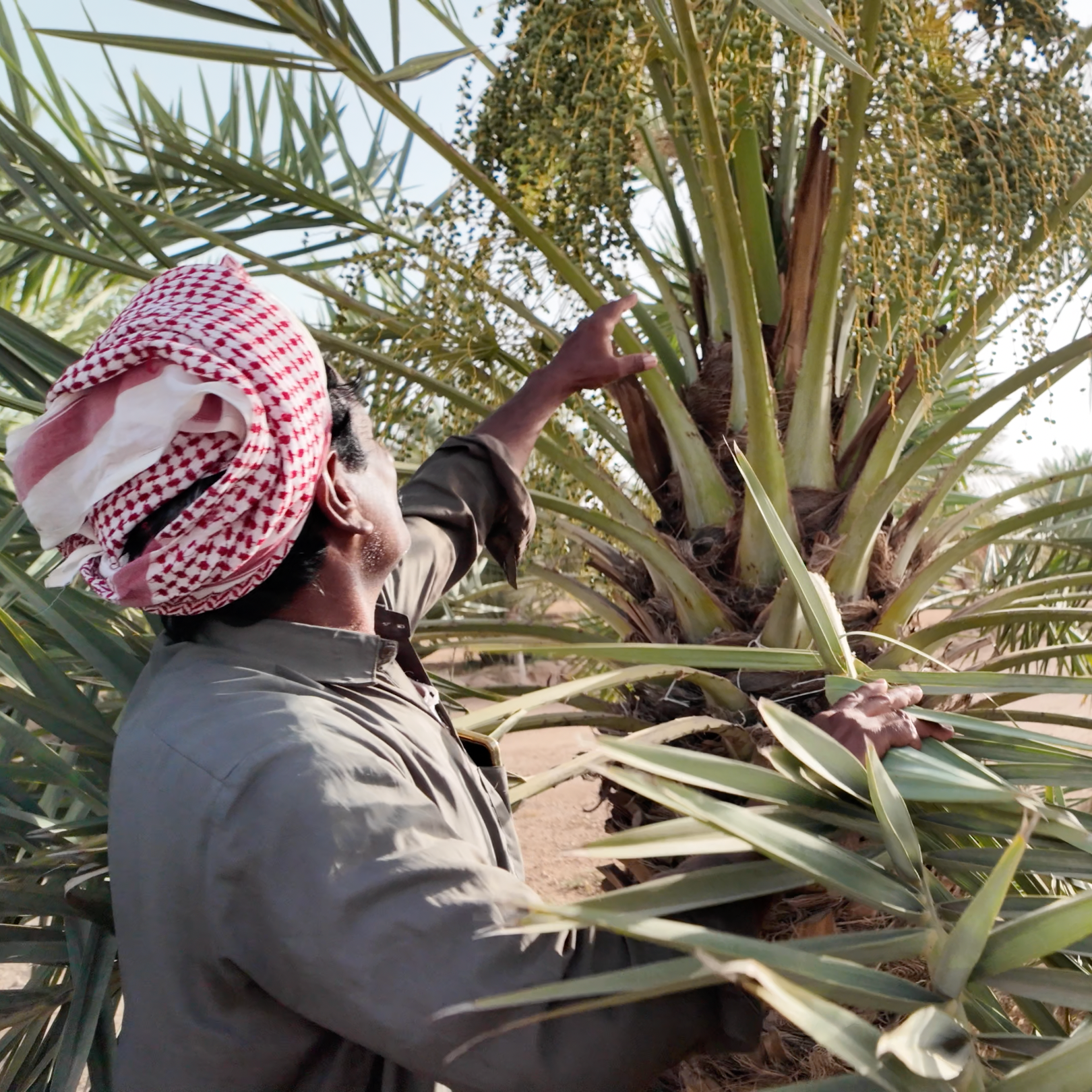 Date farmer inspecting and harvesting unripe Sukkari dates from a palm tree at a Saudi Arabian date farm.
