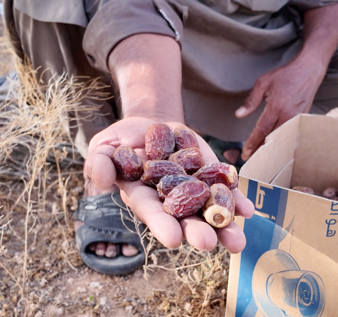 Farmer holding freshly harvested Sagai dates in his hand at a Saudi Arabian date farm, showing the source of Mighty Mejdool’s premium dates.