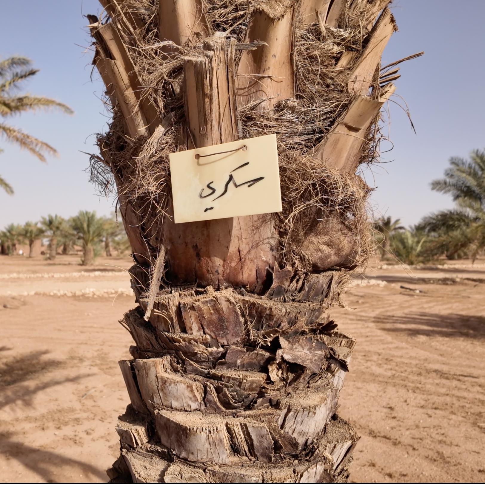 Sukkari date palm tree labeled in Arabic at a Saudi Arabian date farm, showing the origin of Mighty Mejdool’s premium Sukkari dates.