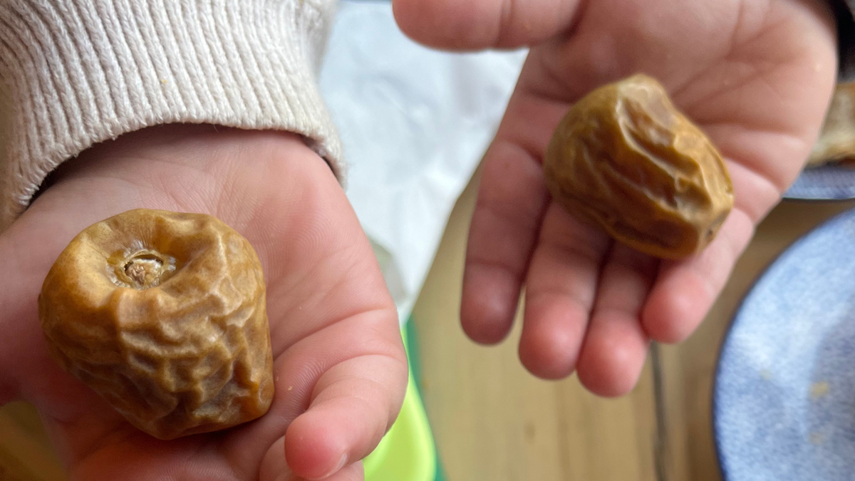 Two young children's hands each holding a Sukkari date - a naturally sweet healthy snack for kids