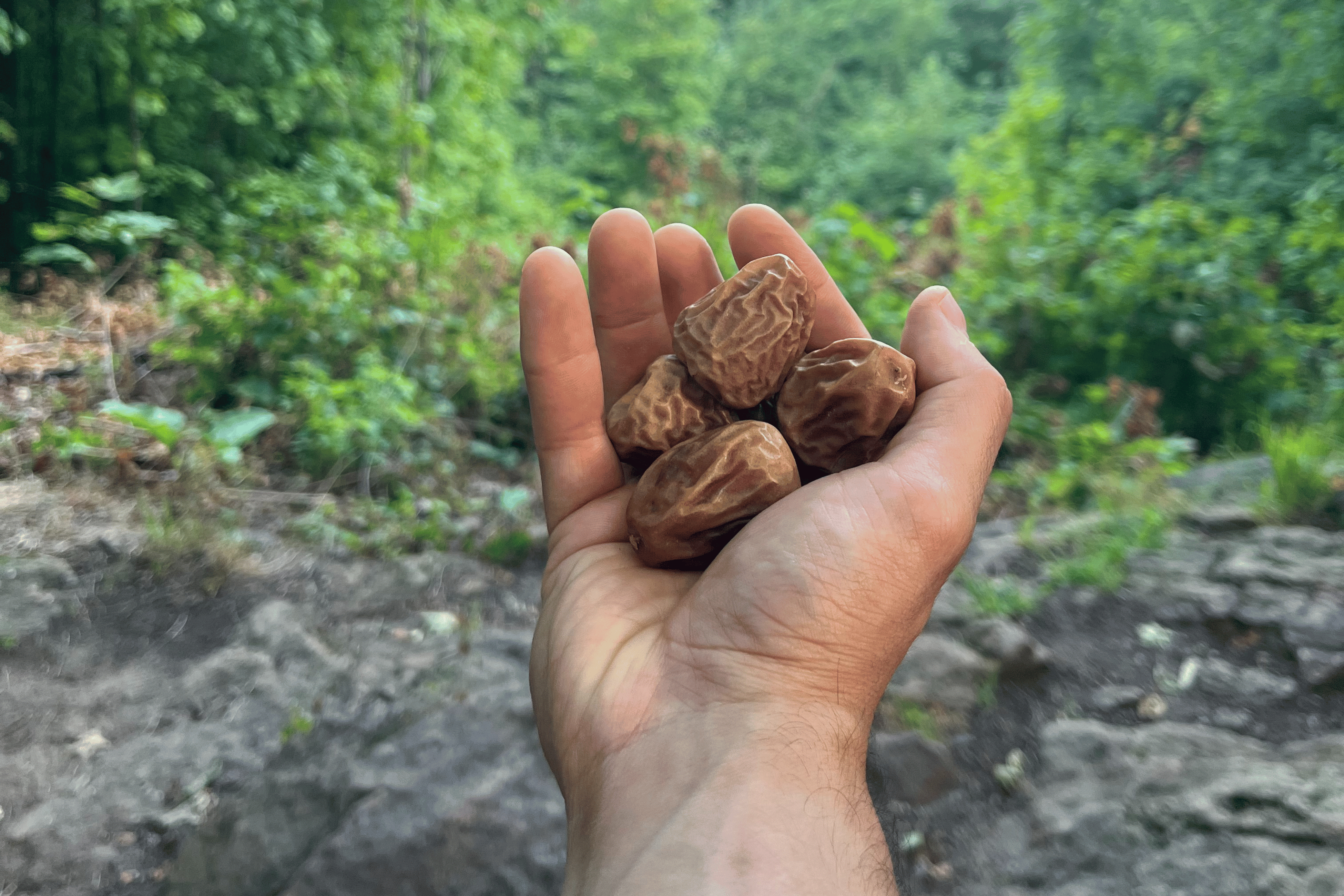 How Many Dates to Eat Per Day: Perfect Portions for Every Health Goal