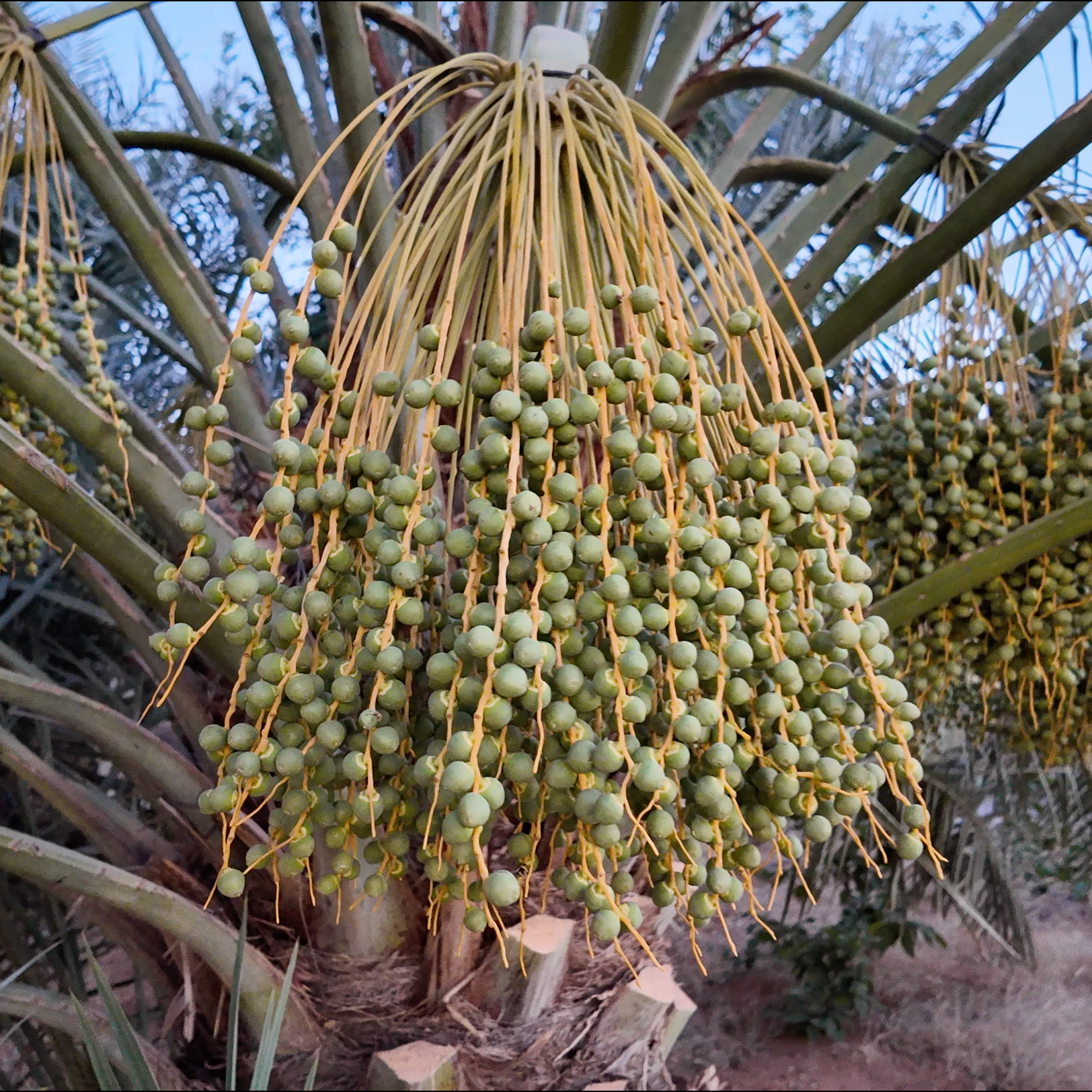 Close-up of young green Sukkari dates growing on a palm tree, showing the early stage of date fruit development at a Saudi Arabian farm.